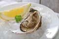 Fresh oyster platter