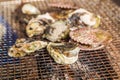 Fresh Oyster and scallop grill Royalty Free Stock Photo