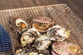 Fresh Oyster and scallop grill Royalty Free Stock Photo