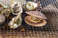 Fresh Oyster and scallop grill. Royalty Free Stock Photo