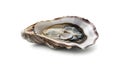 Fresh oyster in shell, isolated on white background, seafood delicacy ready for consumption Royalty Free Stock Photo