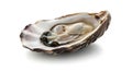 Fresh oyster in shell, isolated on white background, studio shot, ready to eat Royalty Free Stock Photo