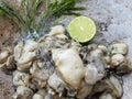 Raw oyster shell