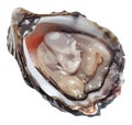 Fresh oyster vector design