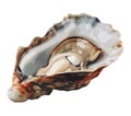 Fresh oyster vector