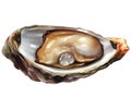 Fresh oyster vector illustration
