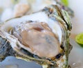 Fresh oyster, very shallow focus Royalty Free Stock Photo
