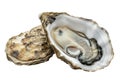 Fresh oyster on white background studio shot Royalty Free Stock Photo