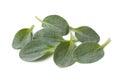 Fresh oysterleaves Royalty Free Stock Photo