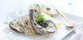 Fresh oysters with black caviar. Opened oysters with black sturgeon caviar. Gourmet food Royalty Free Stock Photo