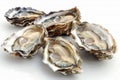 Fresh Oysters on a Bright Background - Seafood, Shellfish, Delicacy, Ocean, Gourmet Royalty Free Stock Photo