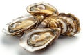 Fresh Oysters on a Bright Background - Seafood, Shellfish, Delicacy, Ocean, Gourmet Royalty Free Stock Photo