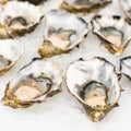 Fresh oysters close-up on a dish, served with oysters, lemon and ice. Healthy seafood. Oyster dinner with champagne in a Royalty Free Stock Photo