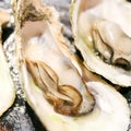 Fresh oysters close-up on a dish, served with oysters, lemon and ice. Healthy seafood. Oyster dinner with champagne in a Royalty Free Stock Photo