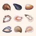 Fresh oysters. Delicious exotic marine products shells recent vector oysters food illustrations