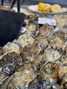 Fresh oysters on a fish market Royalty Free Stock Photo