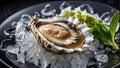 fresh oysters on ice luxury Royalty Free Stock Photo