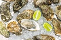 Fresh oysters on ice. Seafood background