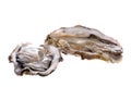 Fresh Oysters Isolated