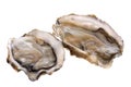 Fresh Oysters Isolated
