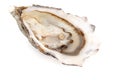 Fresh oysters isolated on a white background Royalty Free Stock Photo
