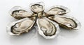 fresh oysters isolated on white background Royalty Free Stock Photo