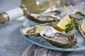 Fresh oysters, lemon  gourmet  shellfish  edible   white winebreakfast appetizer Royalty Free Stock Photo