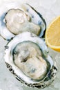Fresh Oysters with lemon on ice background. Opened fresh oysters