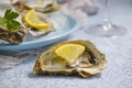 Fresh oysters, lemon mollusk  shellfish  white winebreakfast appetizer Royalty Free Stock Photo