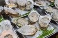 Fresh oysters Royalty Free Stock Photo