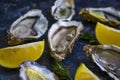 Fresh oysters oyster mollusk delicatessen aphrodisiac counter culinary pieces lemon ice delicious