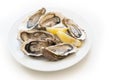 Fresh oysters. Raw fresh oysters on round plate, image isolated, with soft focus. Restaurant delicacy. Saltwater oysters