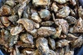 Fresh Oysters for Sale