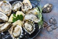 Fresh oysters seafood on a black plate background - Open oyster shell with herb spices lemon rosemary served table and ice healthy Royalty Free Stock Photo