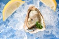 Fresh oysters seafood on ice background - Open oyster shell with herb spices lemon parsley served table and healthy sea food raw