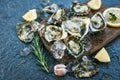 Fresh oysters seafood on wooden board plate background - Open oyster shell with herb spices lemon rosemary served table and ice Royalty Free Stock Photo