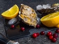 Fresh oysters in stone slate with ice, cranberries, lemon slices, delicatessen expensive food, rich in zinc, antioxidants, vitamin Royalty Free Stock Photo