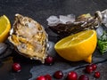 Fresh oysters in stone slate with ice, cranberries, lemon slices, delicatessen expensive food, rich in zinc, antioxidants, vitamin Royalty Free Stock Photo