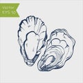 Fresh oysters vector set. Blue and white graphic design. Sea food. Vector illustration