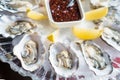 Fresh oysters in a white plate with ice and lemon Royalty Free Stock Photo