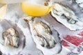 Fresh oysters in a white plate with ice and lemon Royalty Free Stock Photo