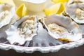 Fresh oysters in a white plate with ice and lemon Royalty Free Stock Photo