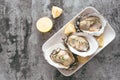 Fresh oysters in a white plate with ice and lemon on a wooden de Royalty Free Stock Photo