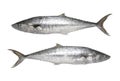 Fresh Pacific king mackerels or Scomberomorus fish isolated on w Royalty Free Stock Photo