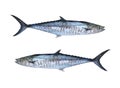 Fresh Pacific king mackerels or Scomberomorus fish isolated on white