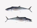 Fresh Pacific king mackerels or Scomberomorus fish isolated on white