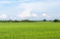 Fresh paddy field of the organic farm.