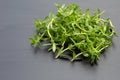 Fresh paddy rice herb on dark Royalty Free Stock Photo