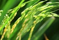 Fresh paddy rice plant