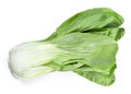 Fresh pak choi cabbage or chinese cabbage, isolated